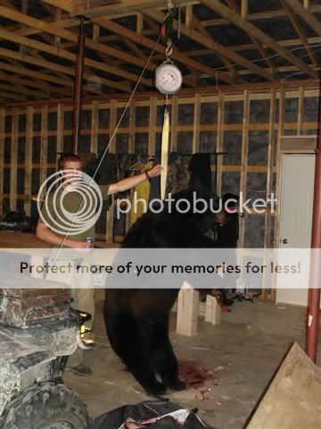 Bojan_s_bear_061.jpg