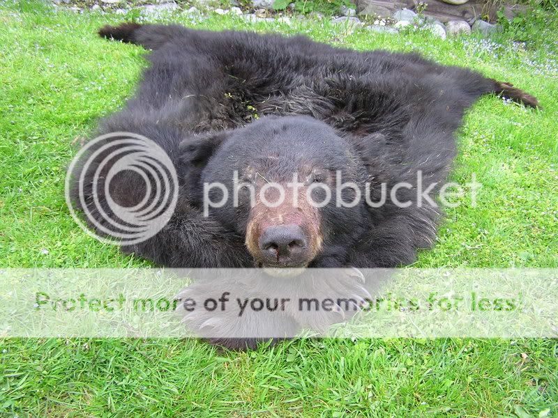 bear06012.jpg