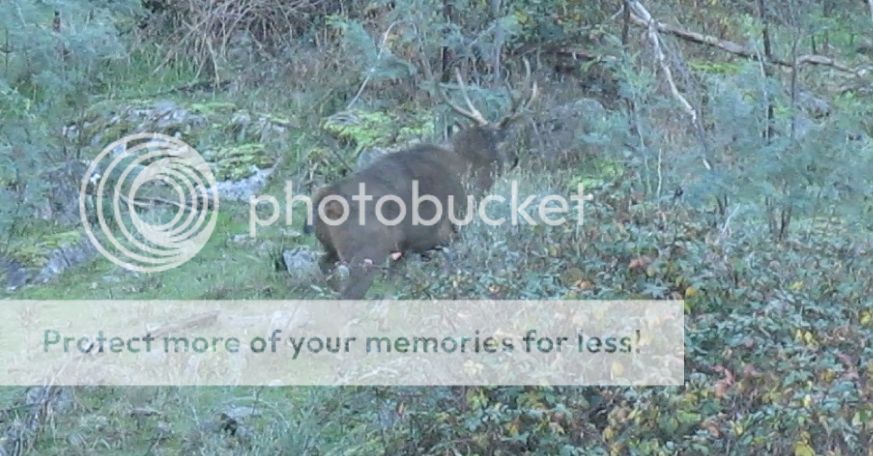 crook%20stag2.jpg~original