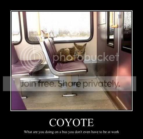 coyoteonbus.jpg
