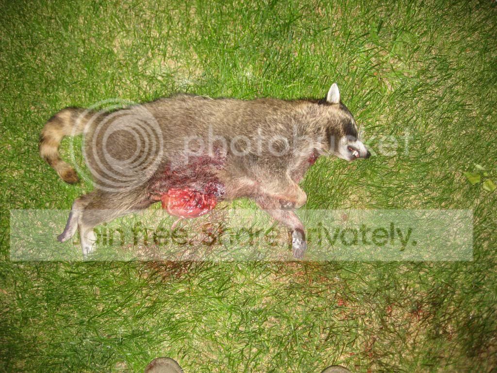 raccoon002.jpg