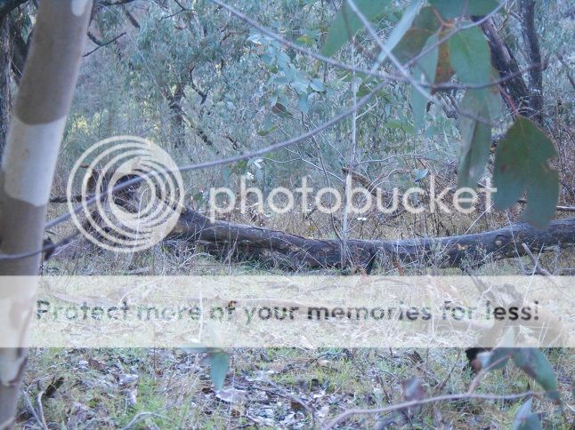 DSCN0407calf15-8.jpg~original