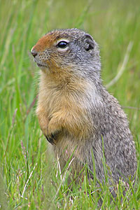 200506_gopher.jpg