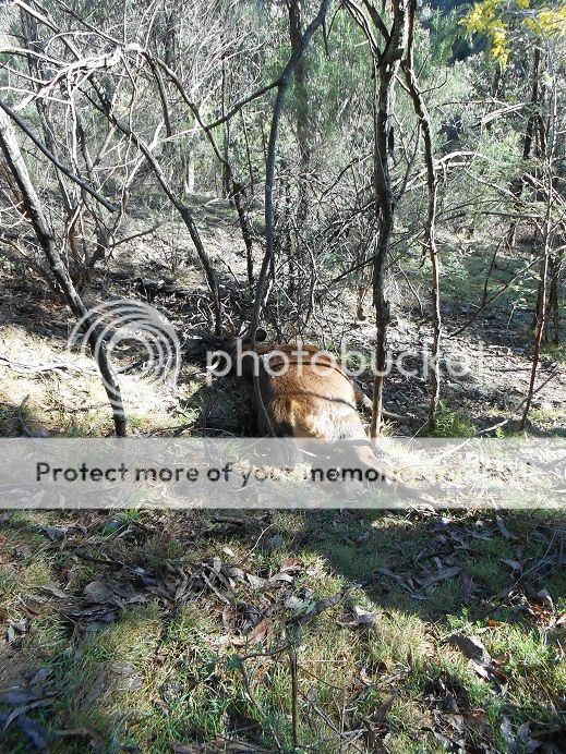 DSCN0426stag15-8.jpg~original