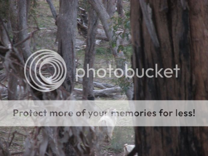 IMG_1089midbilly.jpg~original