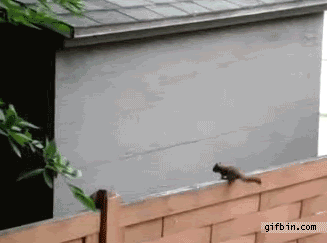 squirrel_jump_fail-831-1.gif