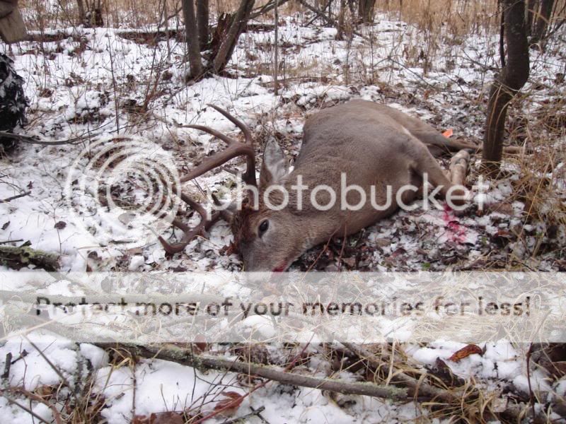 whitetail20083-1.jpg