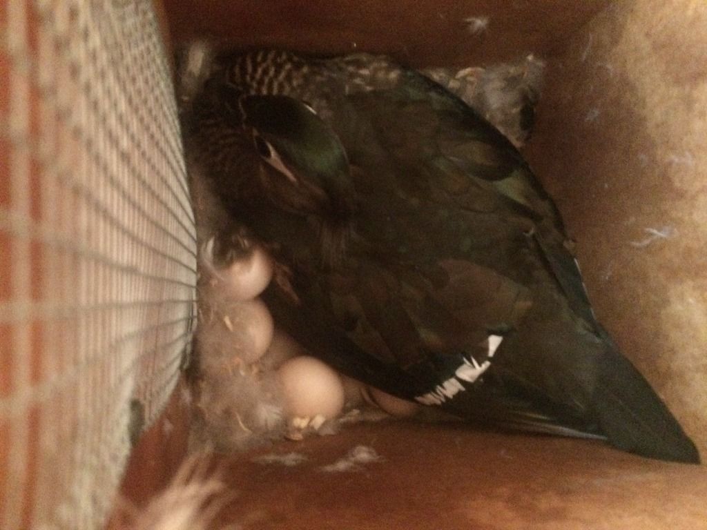 image_zpswdupdkpk.jpeg~original