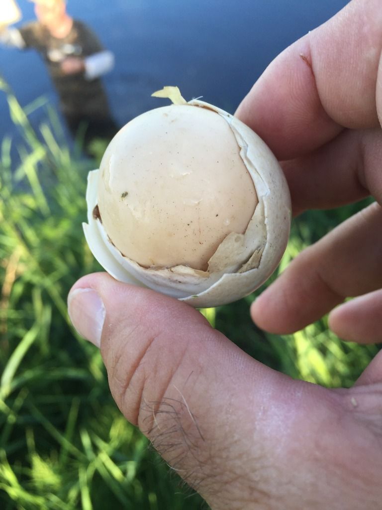 image_zpswthwwqbz.jpeg~original