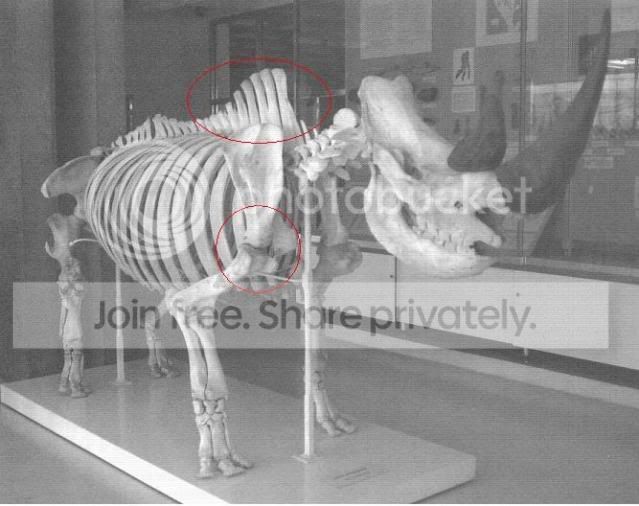 rhinoskeleton.jpg