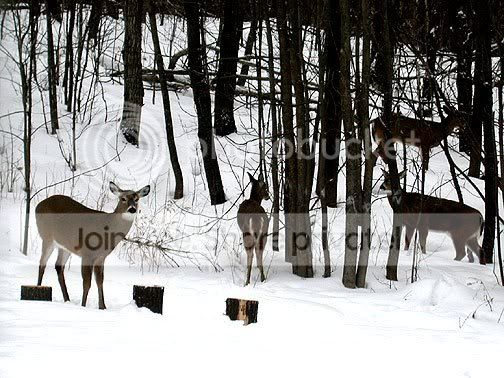4deer5.jpg
