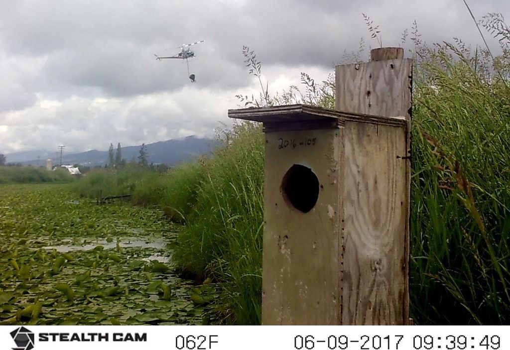 image_zpshl5qlqj6.jpeg~original