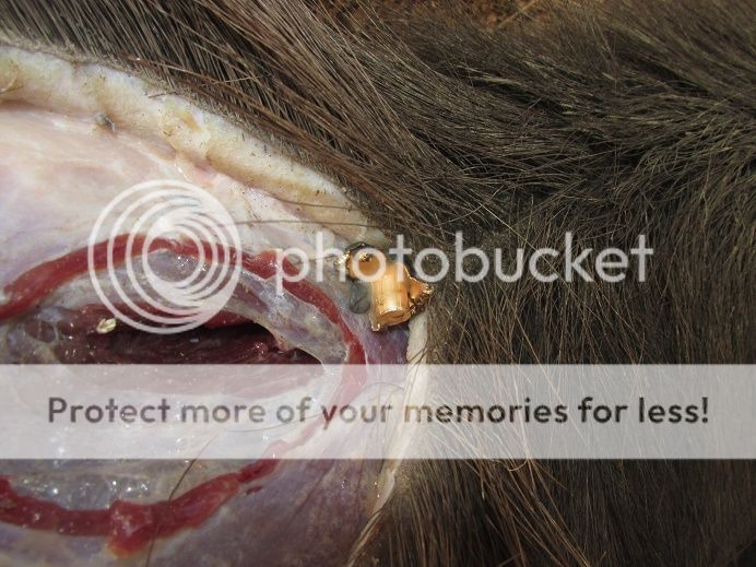 IMG_3092someonesbullet.jpg~original