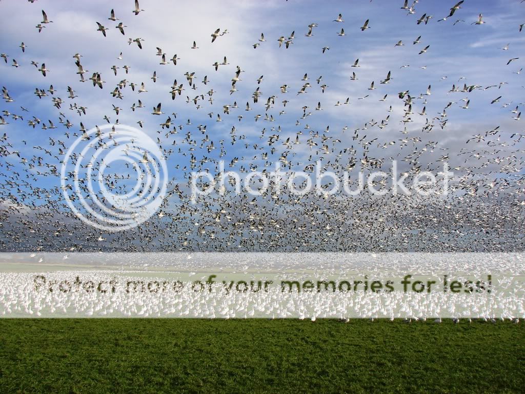 SnowGeese07021.jpg