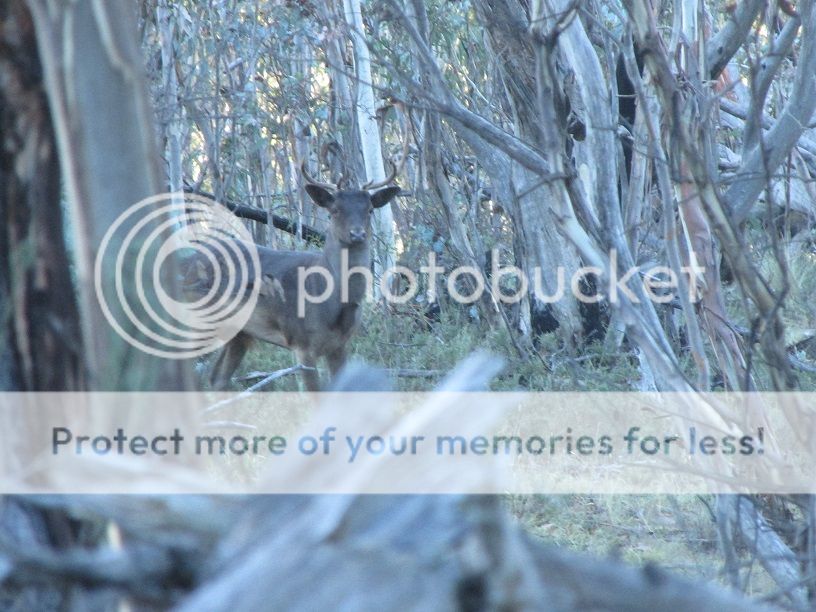 IMG_4912greybuck.jpg~original