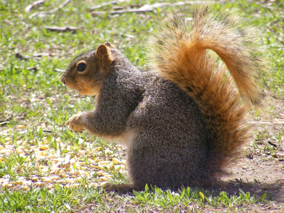 fox_squirrel6.jpg