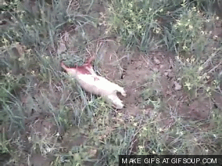bayo-gopher-o.gif